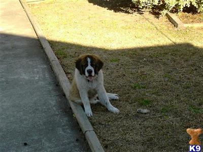 Saint Bernard Puppies for Sale